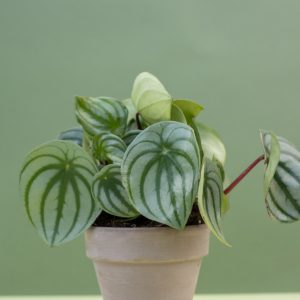 Watermelon Peperomia